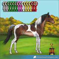 Horse Color:Brown Tobiano 