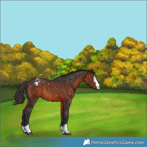 Horse Color:Brown Appaloosa Rabicano 