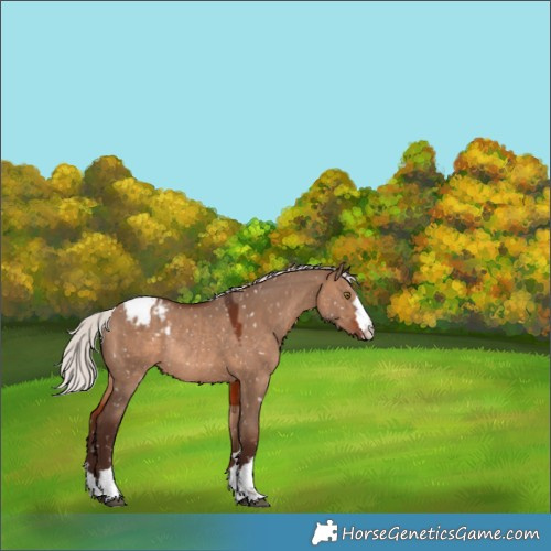 Horse Color:Silver Brown Dun Appaloosa Rabicano 
