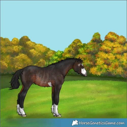 Horse Color:Gray Brown Rabicano 