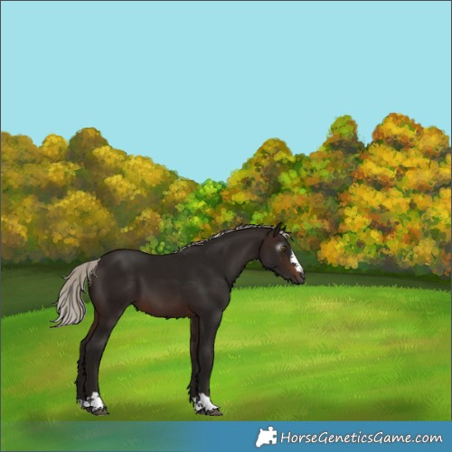 Horse Color:Gray Silver Brown 