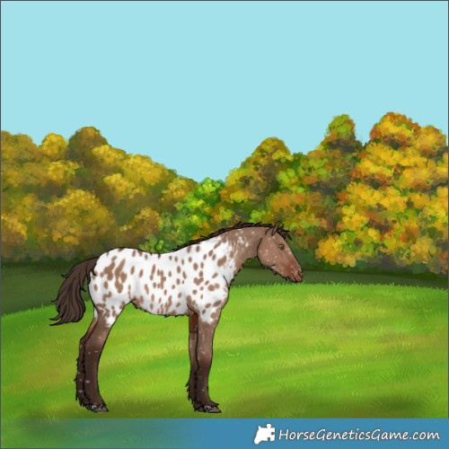 Horse Color:Liver Red Dun Appaloosa 