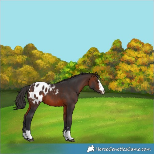Horse Color:Brown Appaloosa 