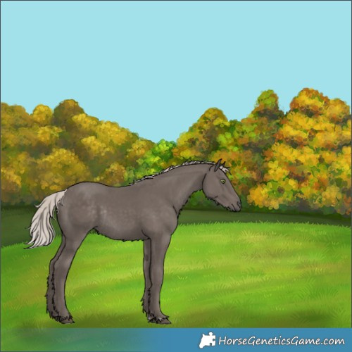 Horse Color:Silver Black Rabicano 