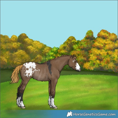 Horse Color:Gray Liver Red Dun Appaloosa Rabicano 