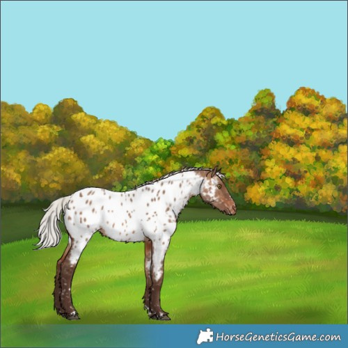 Horse Color:Silver Brown Dun Appaloosa Rabicano 