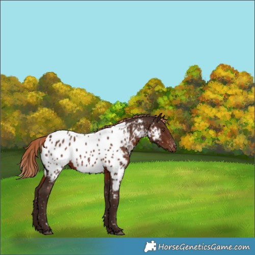 Horse Color:Liver Chestnut Appaloosa 