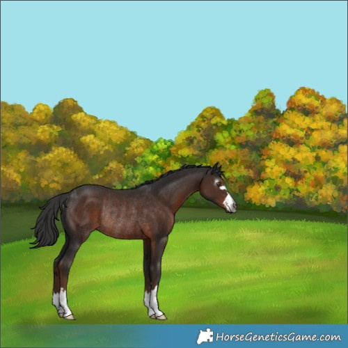 Horse Color:Gray Liver Chestnut Rabicano 