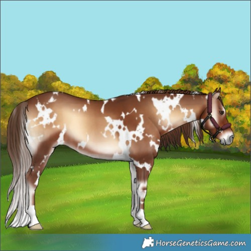 Horse Color:White Spotted Red Onyx 