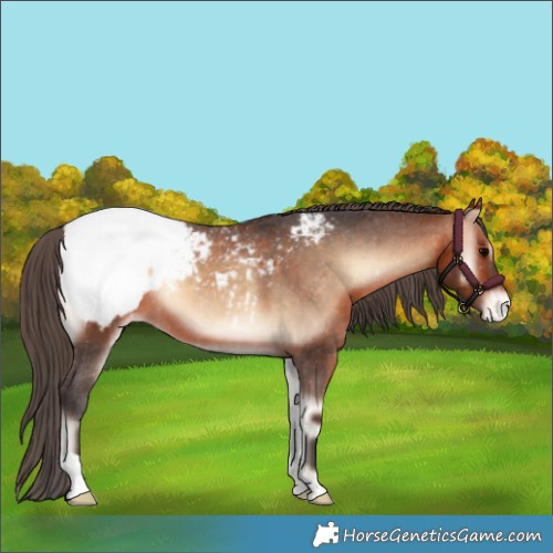 Horse Color:Bay Onyx Appaloosa