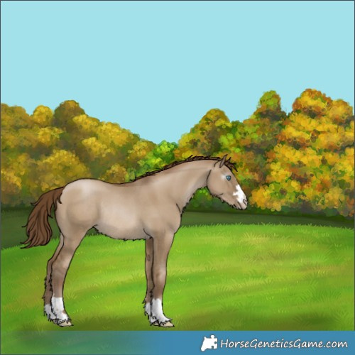 Horse Color:Gray Smoky Grullo Pearl Rabicano 