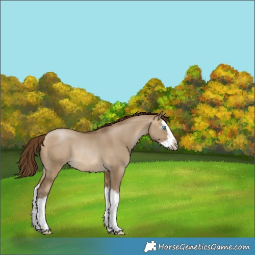Horse Color:Gray Buckskin Pearl Dun Splash Rabicano 
