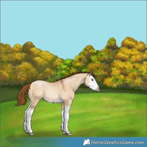 Horse Color:Gray Buckskin Pearl Dun Splash 