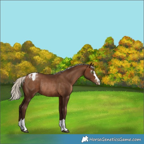 Horse Color:Gray Silver Brown Pearl Appaloosa Rabicano 