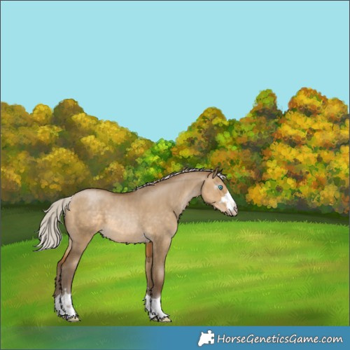 Horse Color:Gray Silver Buckskin Pearl Dun 