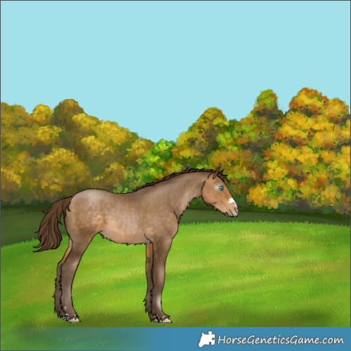 Horse Color:Gray Buckskin Pearl 