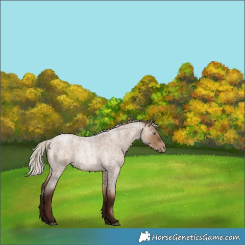 Horse Color:Gray Silver Brown Roan Pearl Dun Rabicano 