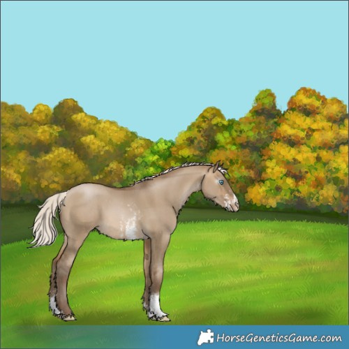 Horse Color:Gray Silver Buckskin Pearl Dun Sabino Appaloosa 