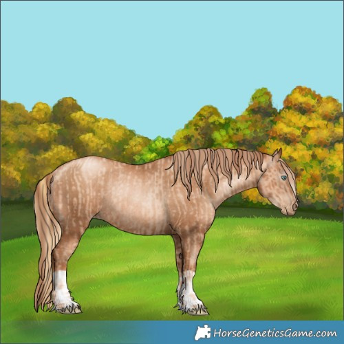 Horse Color:Gold Champagne Pearl Rabicano  and Gray Gold Champagne Pearl Rabicano 