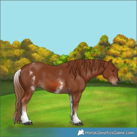 Horse Color:White Spotted Chestnut Sabino 
