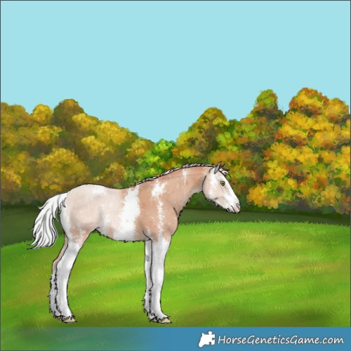Horse Color:Watercolor Silver Classic Champagne Sabino 