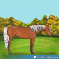 Horse Color:Silver Bay 