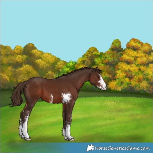Horse Color:Liver Chestnut Sabino 