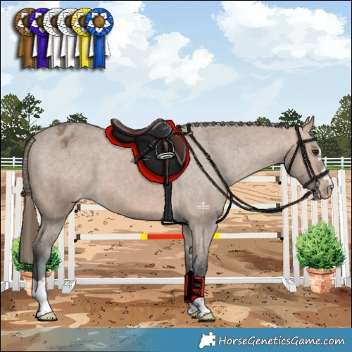 Horse Color:Bay Dun Appaloosa 