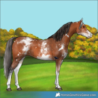 Horse Color:White Spotted Bay 