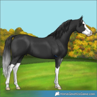 Horse Color:Black Splash