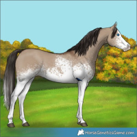 Horse Color:White Spotted Liver Red Dun Splash Rabicano 