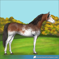 Horse Color:White Spotted Bay 