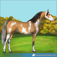 Horse Color:Buckskin Sabino 