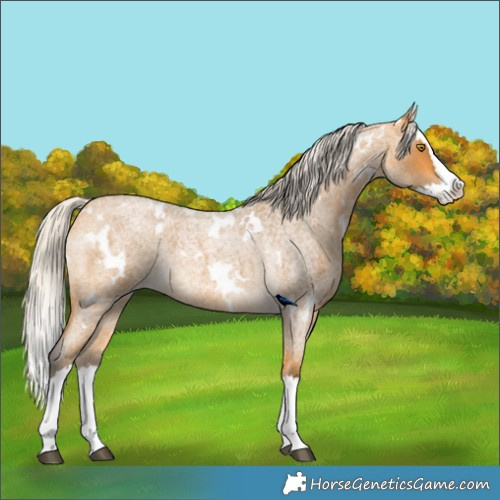Horse Color:White Spotted Silver Buckskin Roan Splash