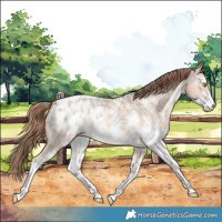 Horse Color:Gold Champagne Dun Sabino Appaloosa 