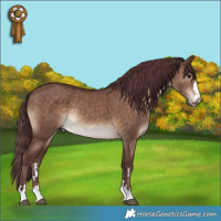 Horse Color:Chocolate Brown Dun Rabicano 