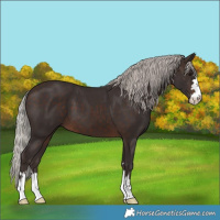 Horse Color:Silver Brown 