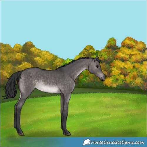 Horse Color:Platinum Brown Dun Rabicano 