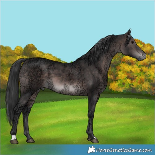 Horse Color:Platinum Brown Ice 
