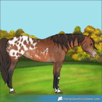 Horse Color:Bay Appaloosa Rabicano 