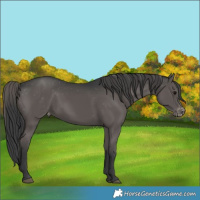 Horse Color:Black Appaloosa 