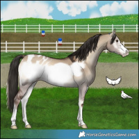 Horse Color:Liver Red Dun Onyx Frame Blanket 