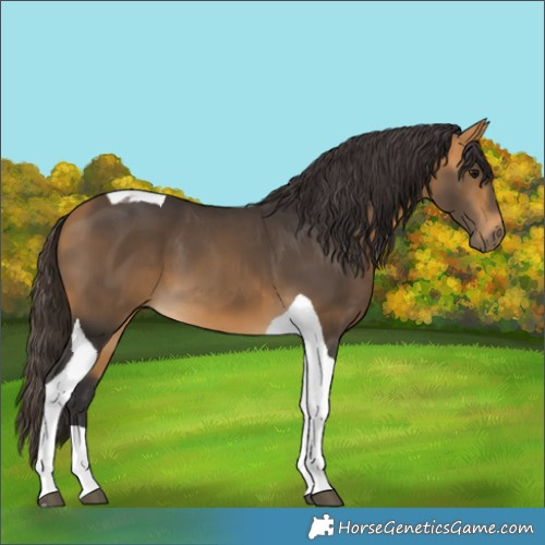 Horse Color:Buckskin Tobiano 