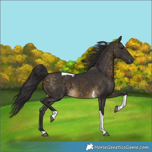 Horse Color:Buckskin Tobiano