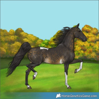 Horse Color:Buckskin Tobiano 
