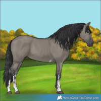 Horse Color:Grullo Sabino Rabicano