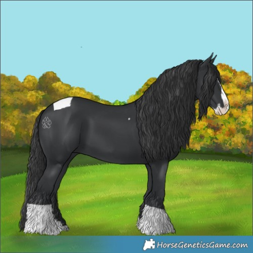 Horse Color:Black Splash Tobiano 