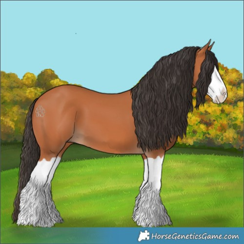 Horse Color:Bay Splash