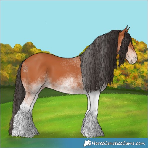 Horse Color:White Spotted Bay 