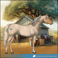 Horse Color:Palomino Roan 